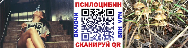 сколько стоит  Мензелинск  Галлюциногенные грибы Cubensis 